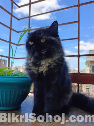 Traditional Persian Cat